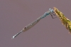 J17_4749 Austrolestes colensonis male